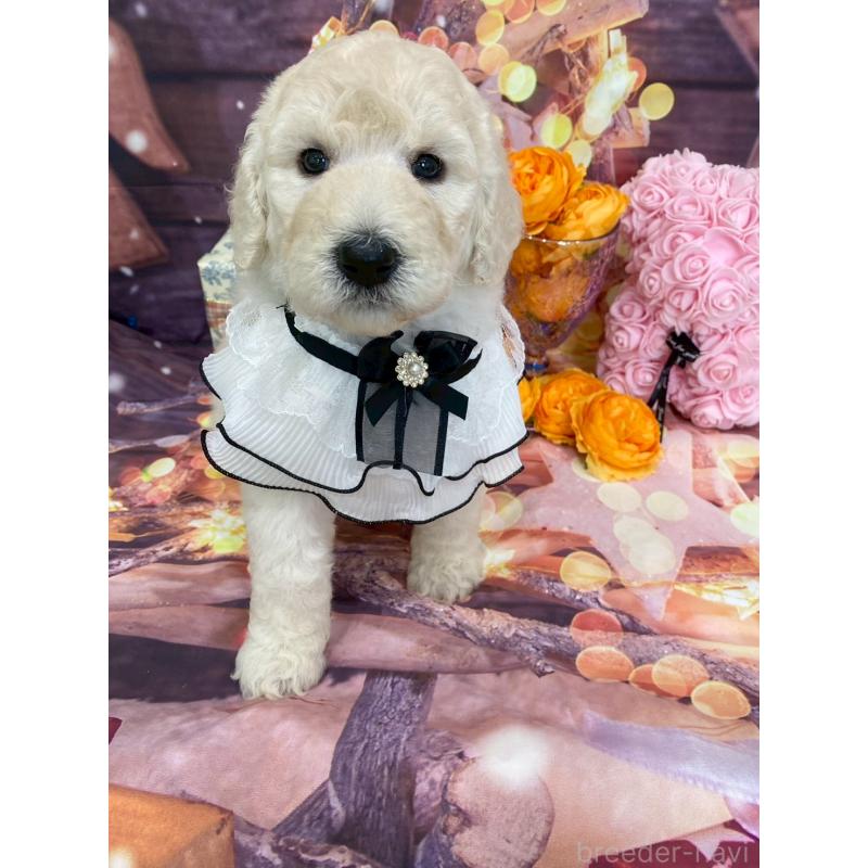 成約済の兵庫県のスタンダードプードル-422005の8枚目