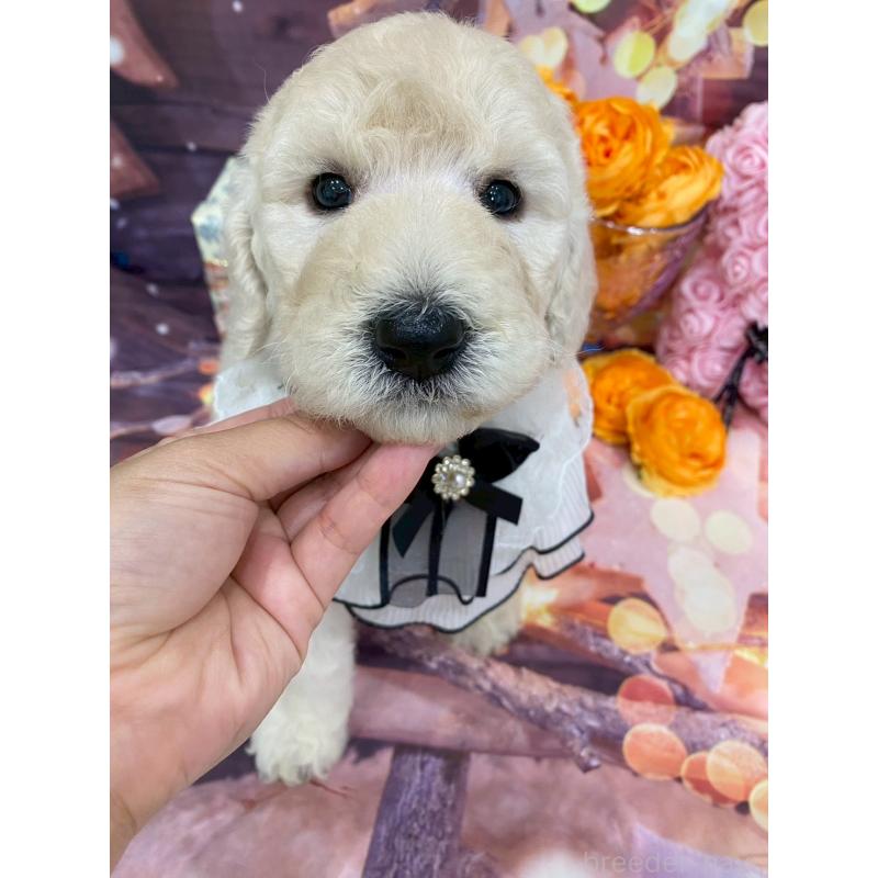 成約済の兵庫県のスタンダードプードル-422005の7枚目