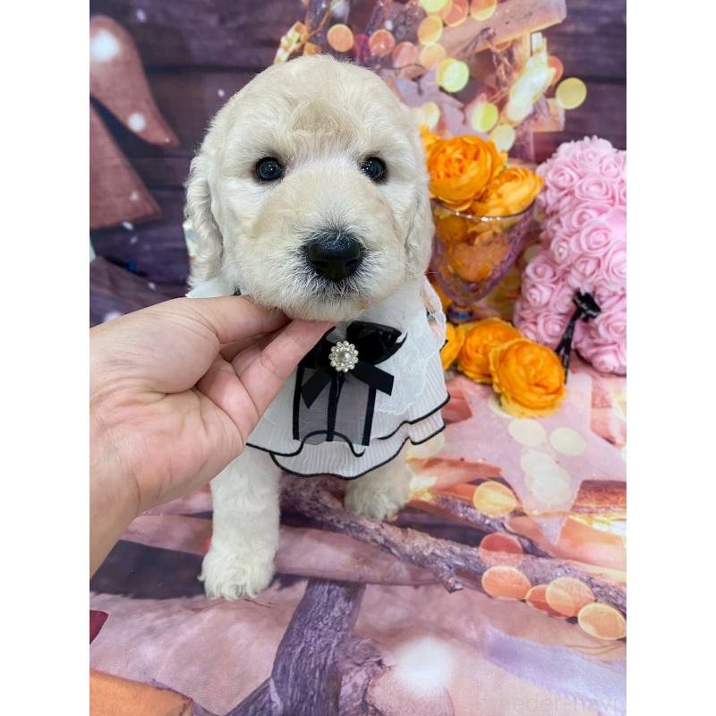 成約済の兵庫県のスタンダードプードル-422005の6枚目