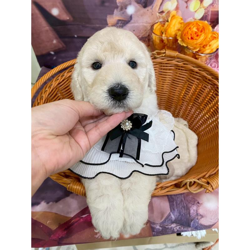 成約済の兵庫県のスタンダードプードル-422005の4枚目