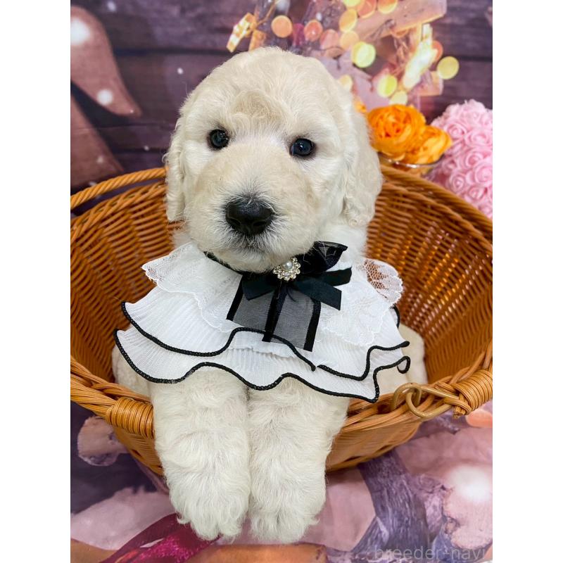 成約済の兵庫県のスタンダードプードル-422005の3枚目