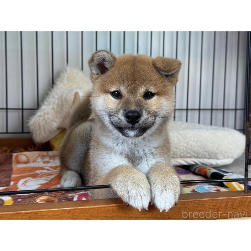 販売中の岡山県の柴犬-426545の1枚目