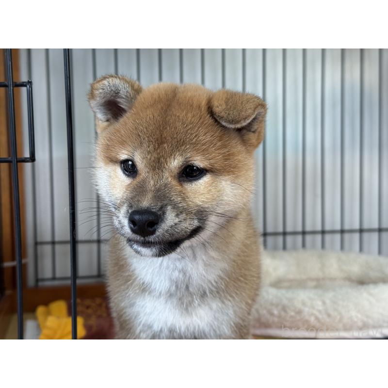 販売中の岡山県の柴犬-426545の6枚目