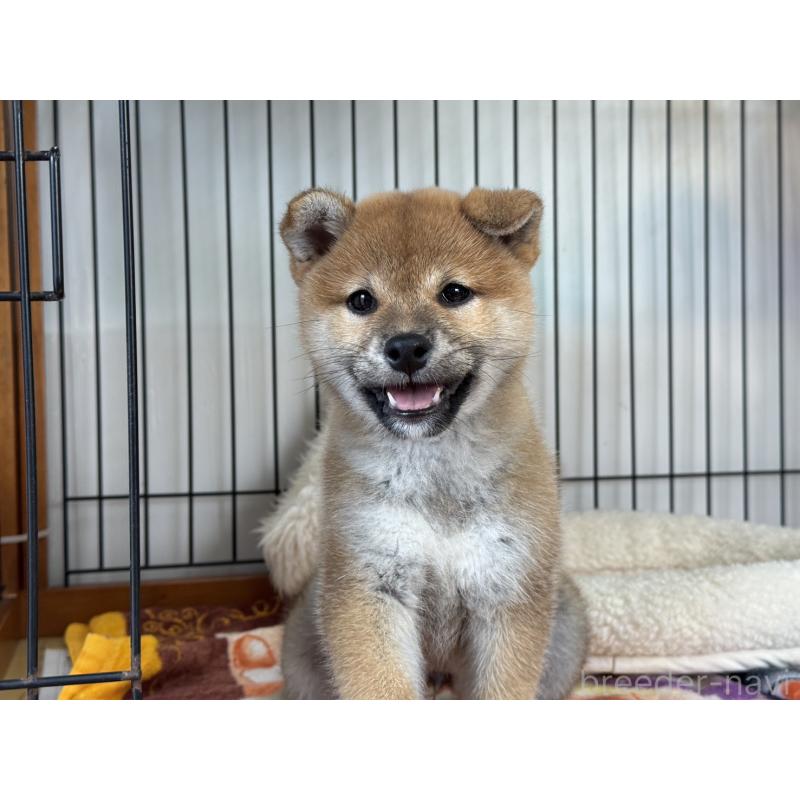 販売中の岡山県の柴犬-426545の5枚目