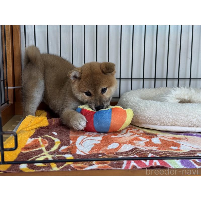 販売中の岡山県の柴犬-426545の4枚目