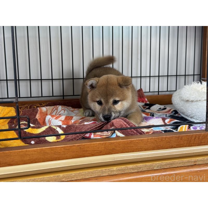 販売中の岡山県の柴犬-426545の3枚目