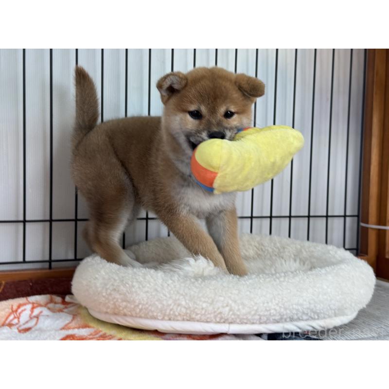 販売中の岡山県の柴犬-426545の2枚目