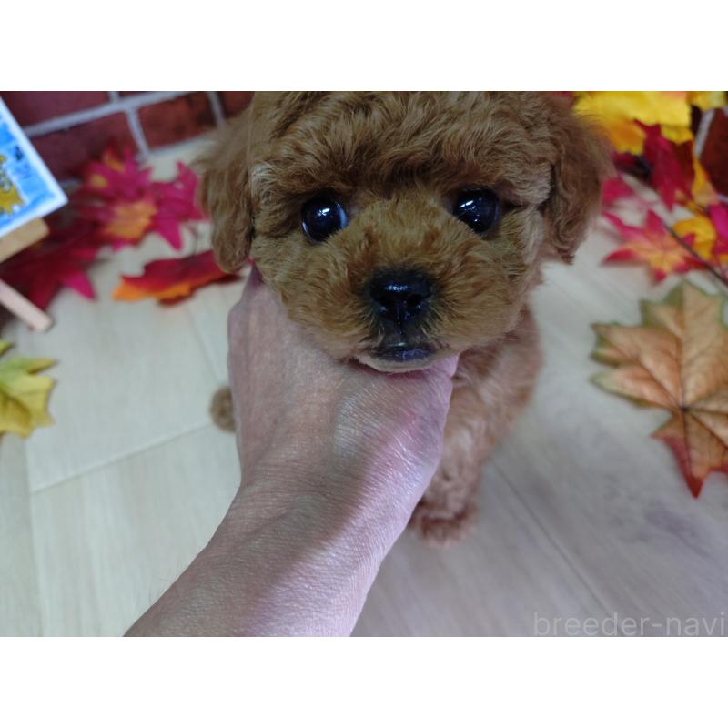 販売中の京都府のタイニープードル-426547の13枚目