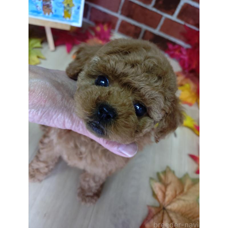 販売中の京都府のタイニープードル-426547の12枚目