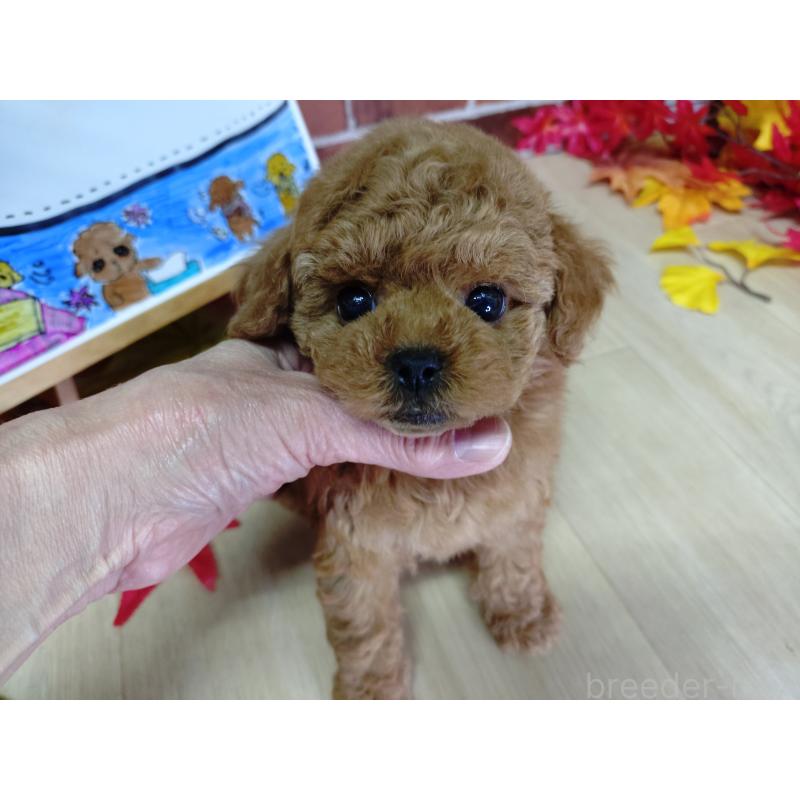 販売中の京都府のタイニープードル-426547の11枚目