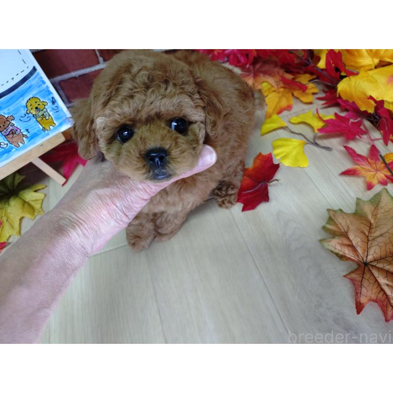 販売中の京都府のタイニープードル-426547の10枚目