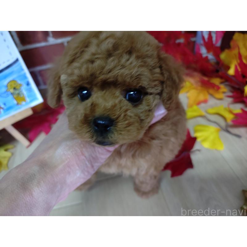 販売中の京都府のタイニープードル-426547の9枚目