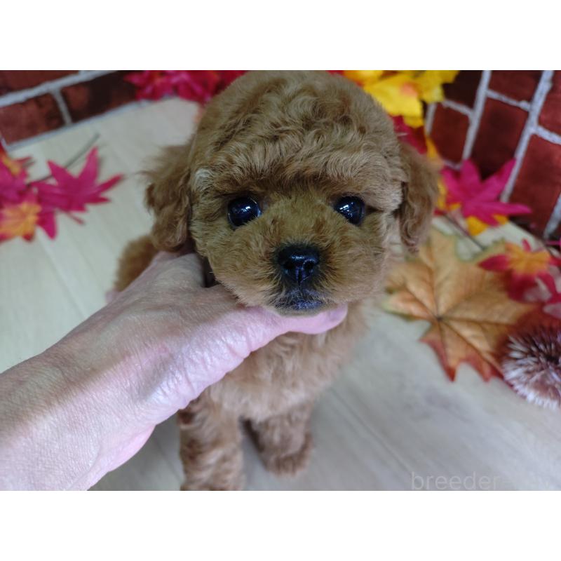 販売中の京都府のタイニープードル-426547の8枚目