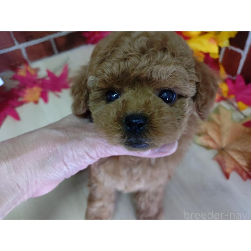 販売中の京都府のタイニープードル-426547の1枚目