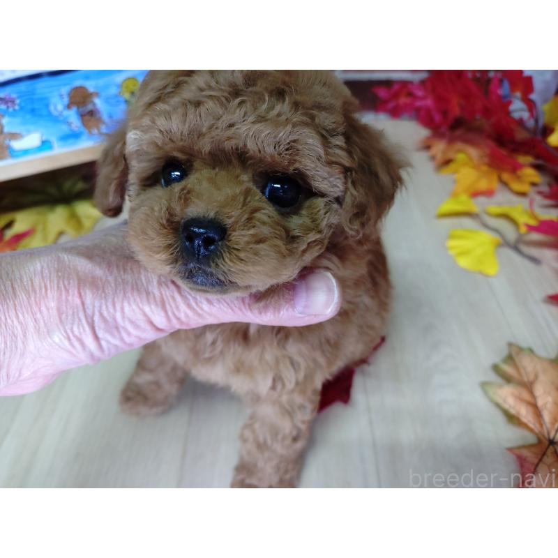 販売中の京都府のタイニープードル-426547の7枚目