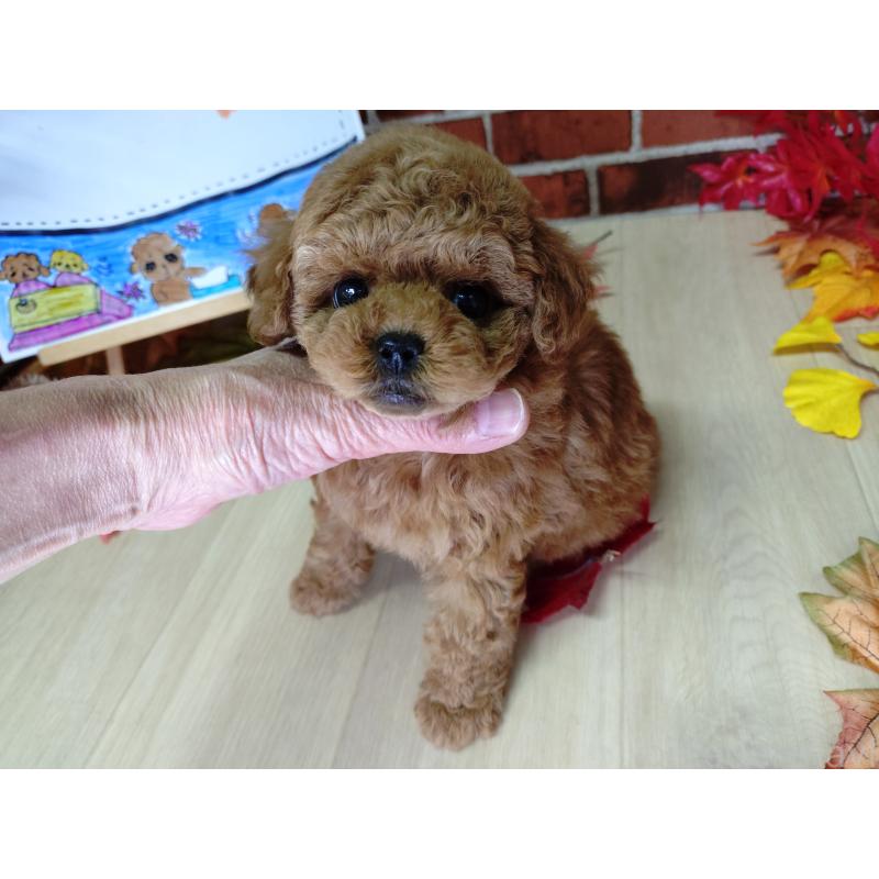 販売中の京都府のタイニープードル-426547の6枚目