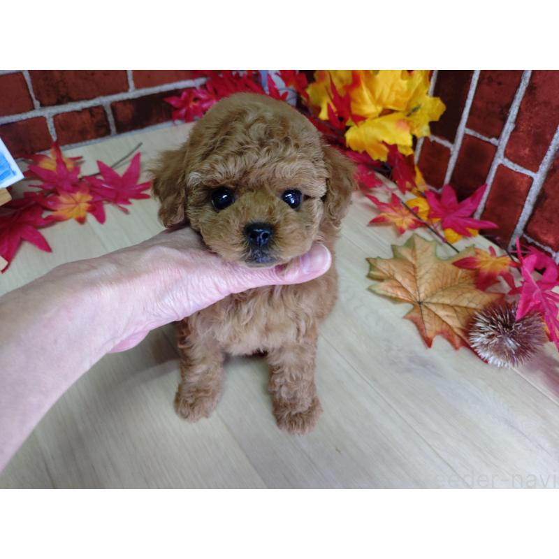 販売中の京都府のタイニープードル-426547の5枚目