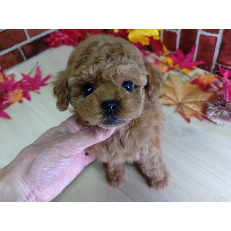販売中の京都府のタイニープードル-426547の4枚目