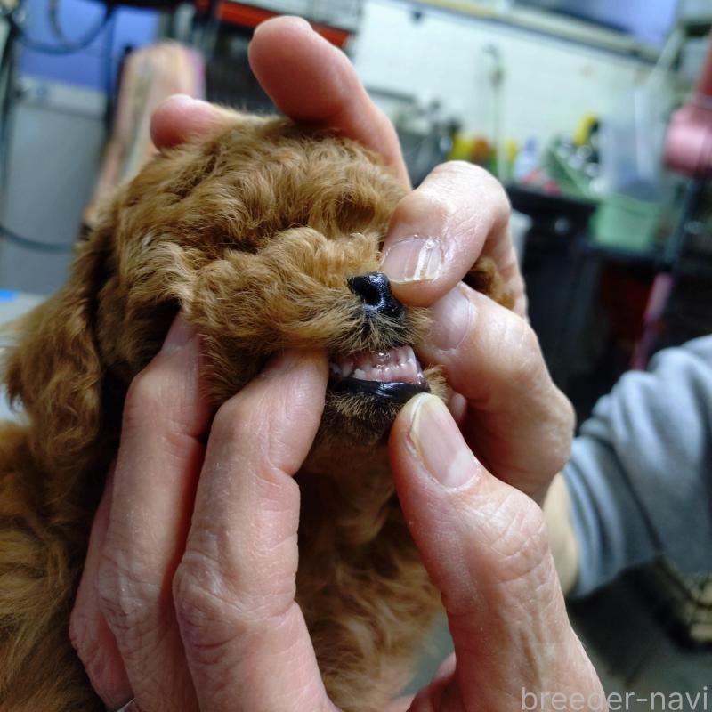 販売中の京都府のタイニープードル-426547の3枚目