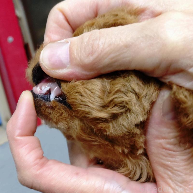 販売中の京都府のタイニープードル-426547の2枚目