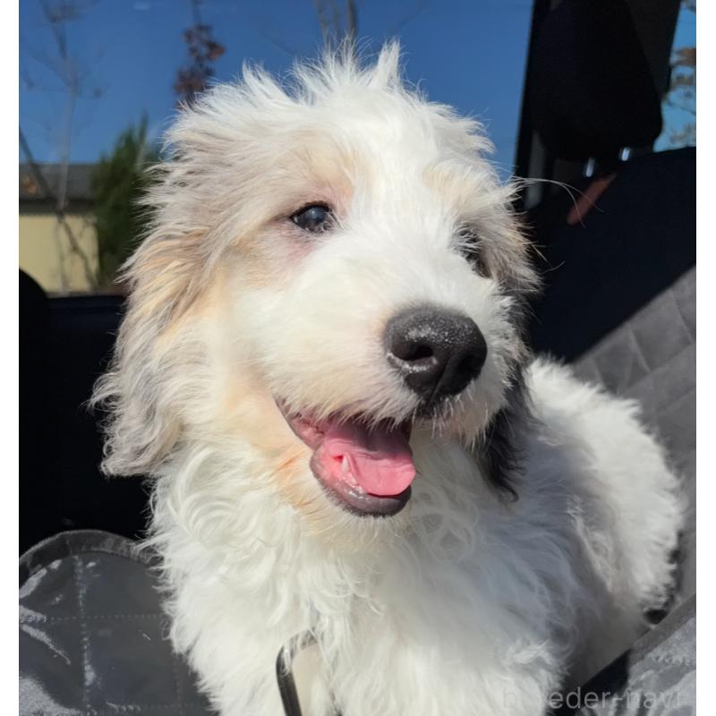 販売中の熊本県のバーニードゥードル:バーニーズ×スタンダードプードル-426552の5枚目