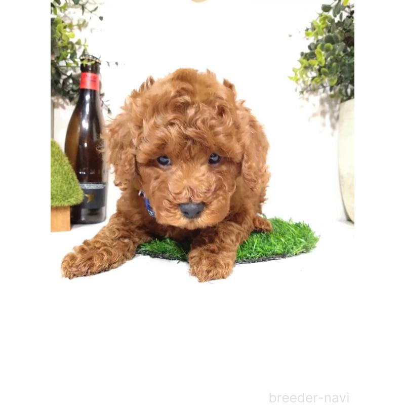 販売中の三重県のトイプードル-426548の8枚目