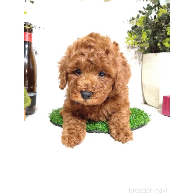 販売中の三重県のトイプードル-426548の1枚目