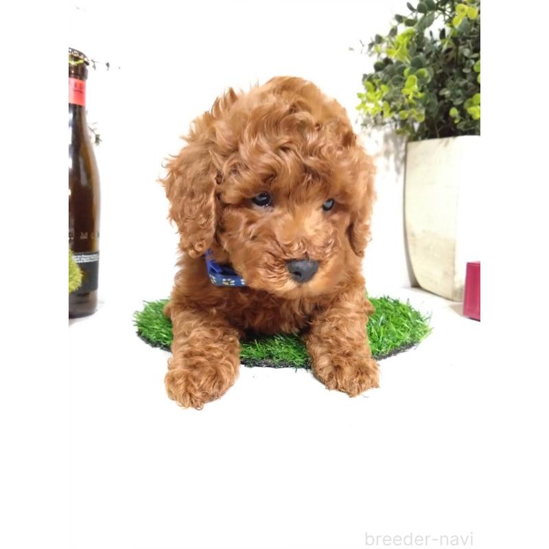 販売中の三重県のトイプードル-426548の7枚目