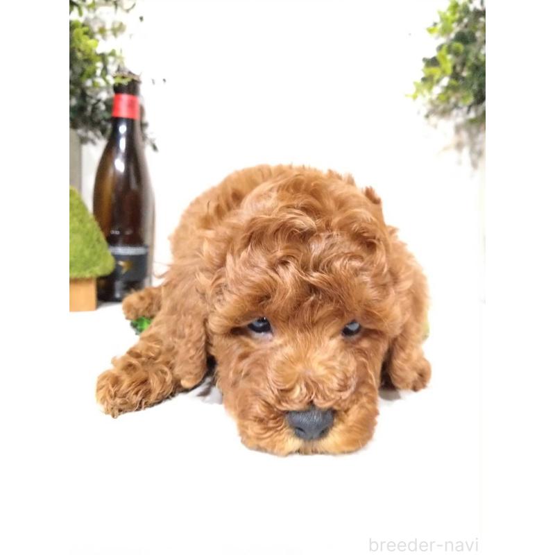 販売中の三重県のトイプードル-426548の6枚目