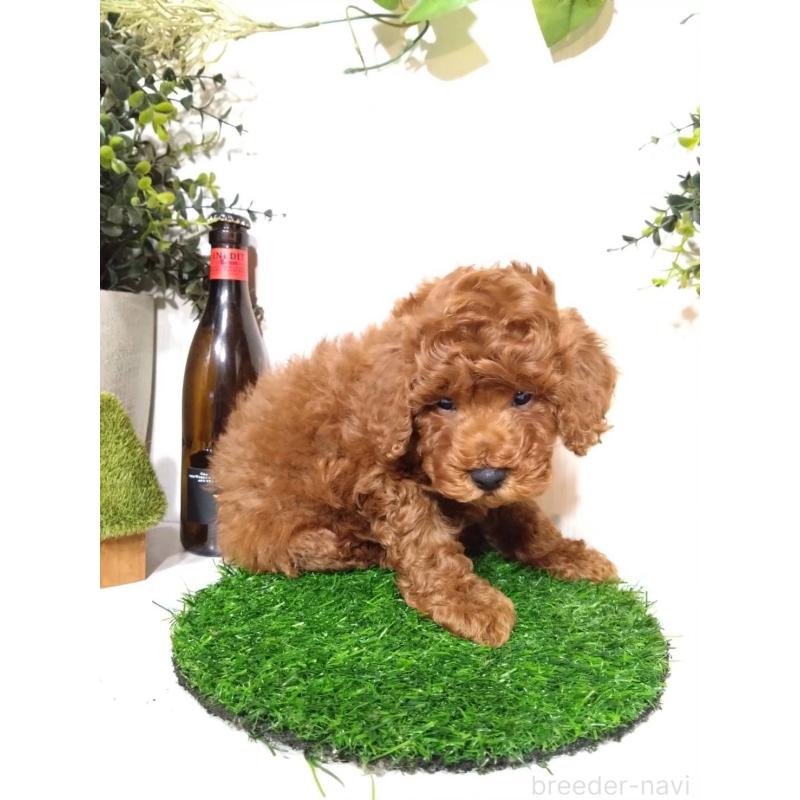 販売中の三重県のトイプードル-426548の5枚目