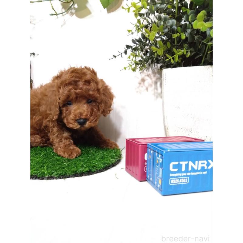 販売中の三重県のトイプードル-426548の4枚目