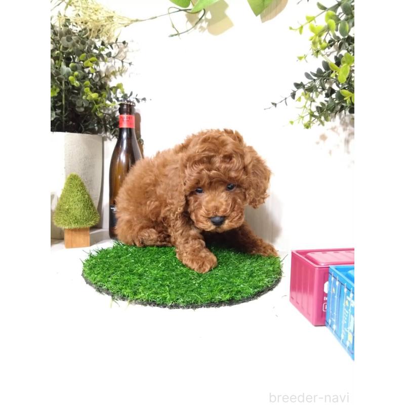 販売中の三重県のトイプードル-426548の3枚目