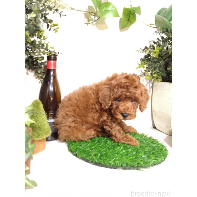 販売中の三重県のトイプードル-426548の2枚目