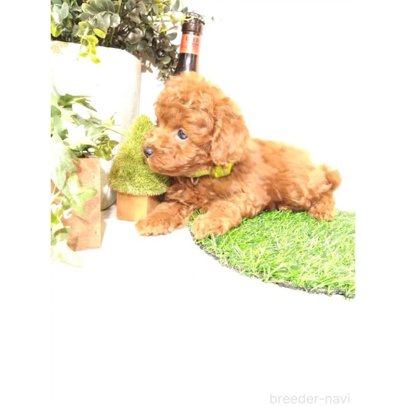 販売中の三重県のトイプードル-426549の9枚目