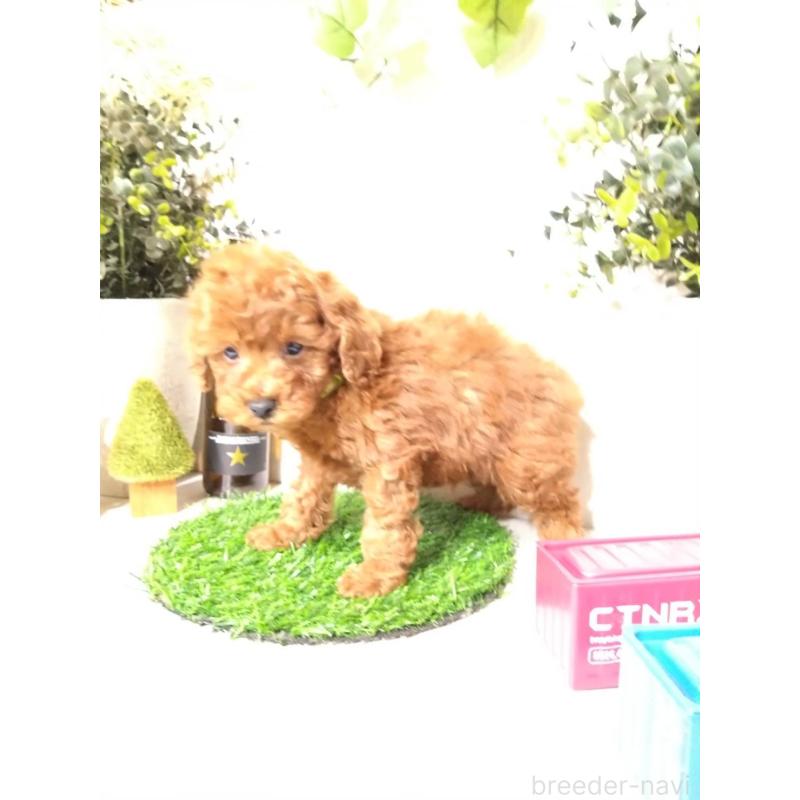 販売中の三重県のトイプードル-426549の8枚目