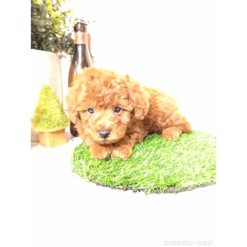 販売中の三重県のトイプードル-426549