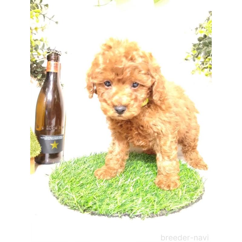 販売中の三重県のトイプードル-426549の7枚目