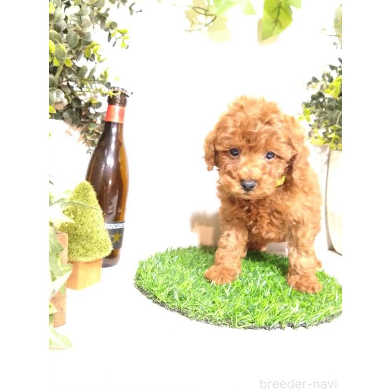 販売中の三重県のトイプードル-426549の6枚目