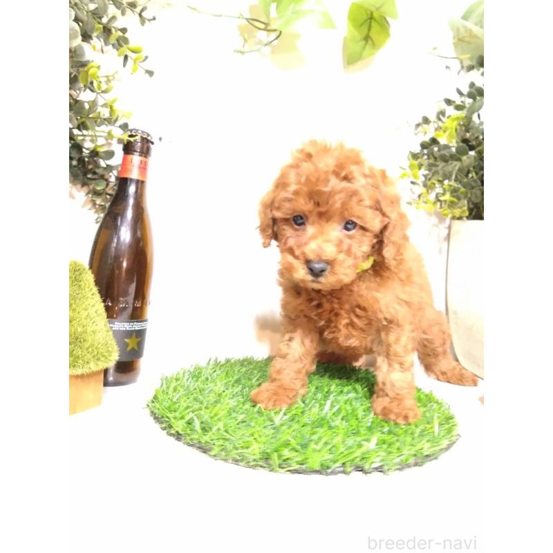 販売中の三重県のトイプードル-426549の5枚目