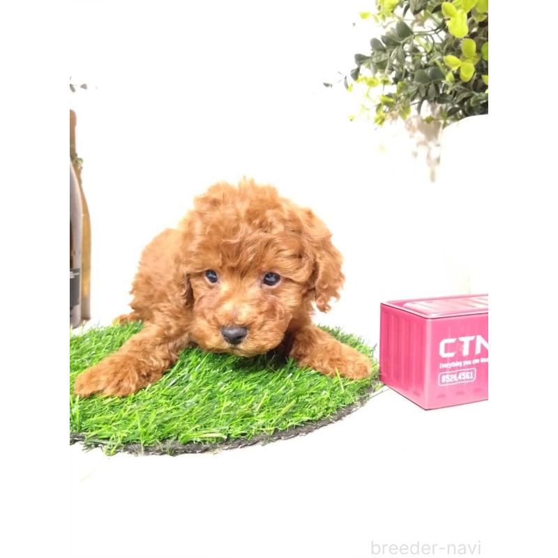 販売中の三重県のトイプードル-426549の4枚目