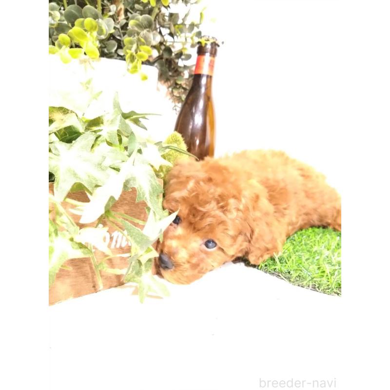 販売中の三重県のトイプードル-426549の3枚目