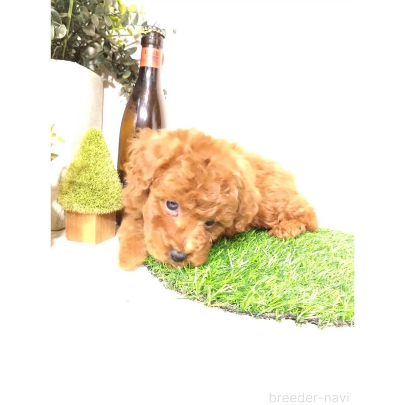 販売中の三重県のトイプードル-426549の2枚目