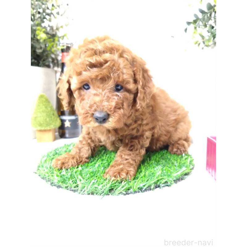 販売中の三重県のトイプードル-426550