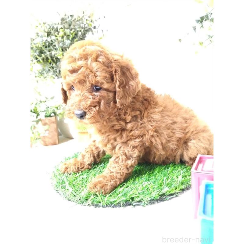 販売中の三重県のトイプードル-426550の8枚目