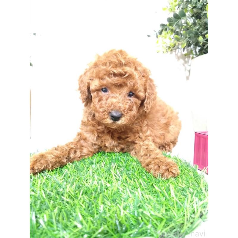 販売中の三重県のトイプードル-426550の7枚目