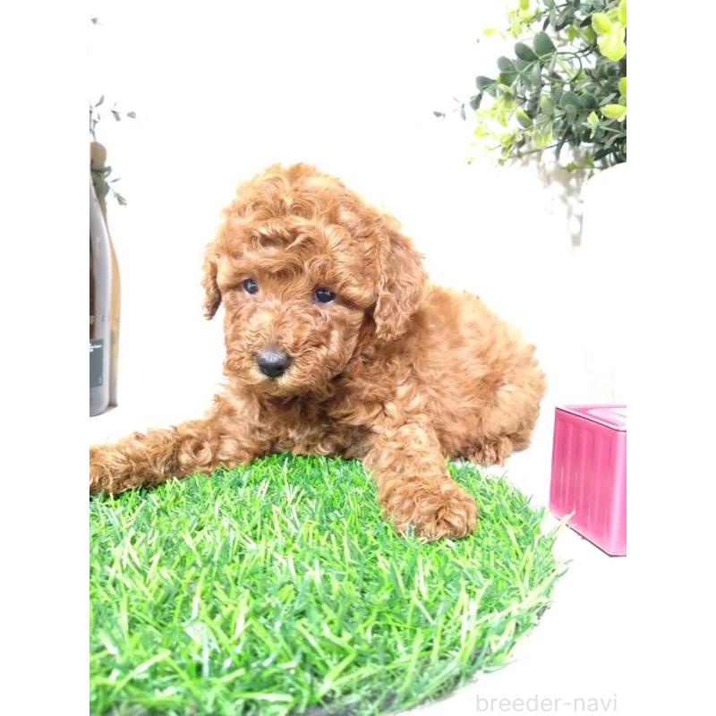 販売中の三重県のトイプードル-426550の6枚目