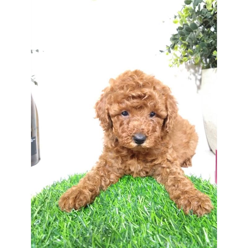 販売中の三重県のトイプードル-426550の5枚目