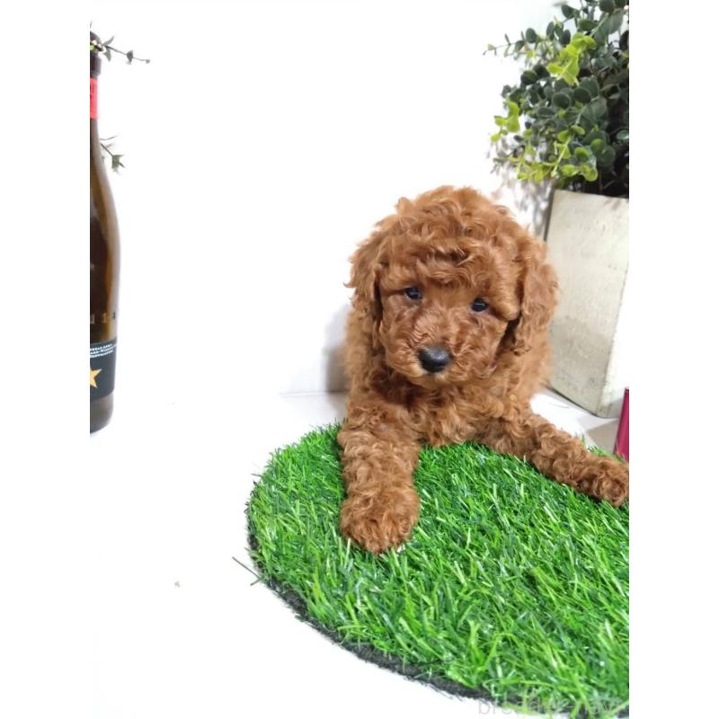 販売中の三重県のトイプードル-426550の4枚目