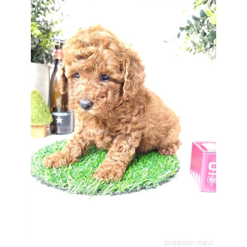 販売中の三重県のトイプードル-426550の3枚目