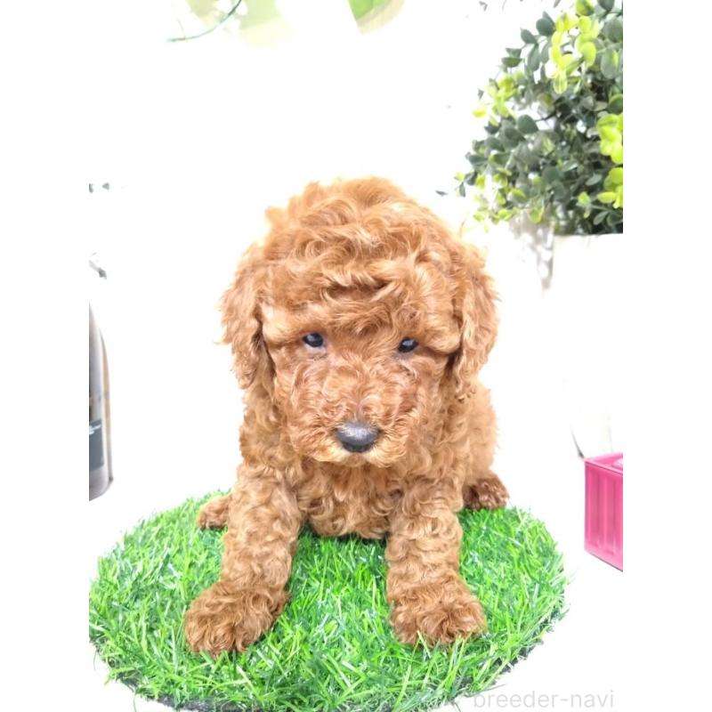 販売中の三重県のトイプードル-426550の2枚目